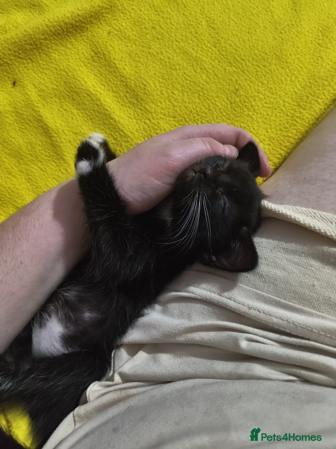 Mixed Breed cats for sale: Mixed 1/4 maine coon kittens  - Image 5