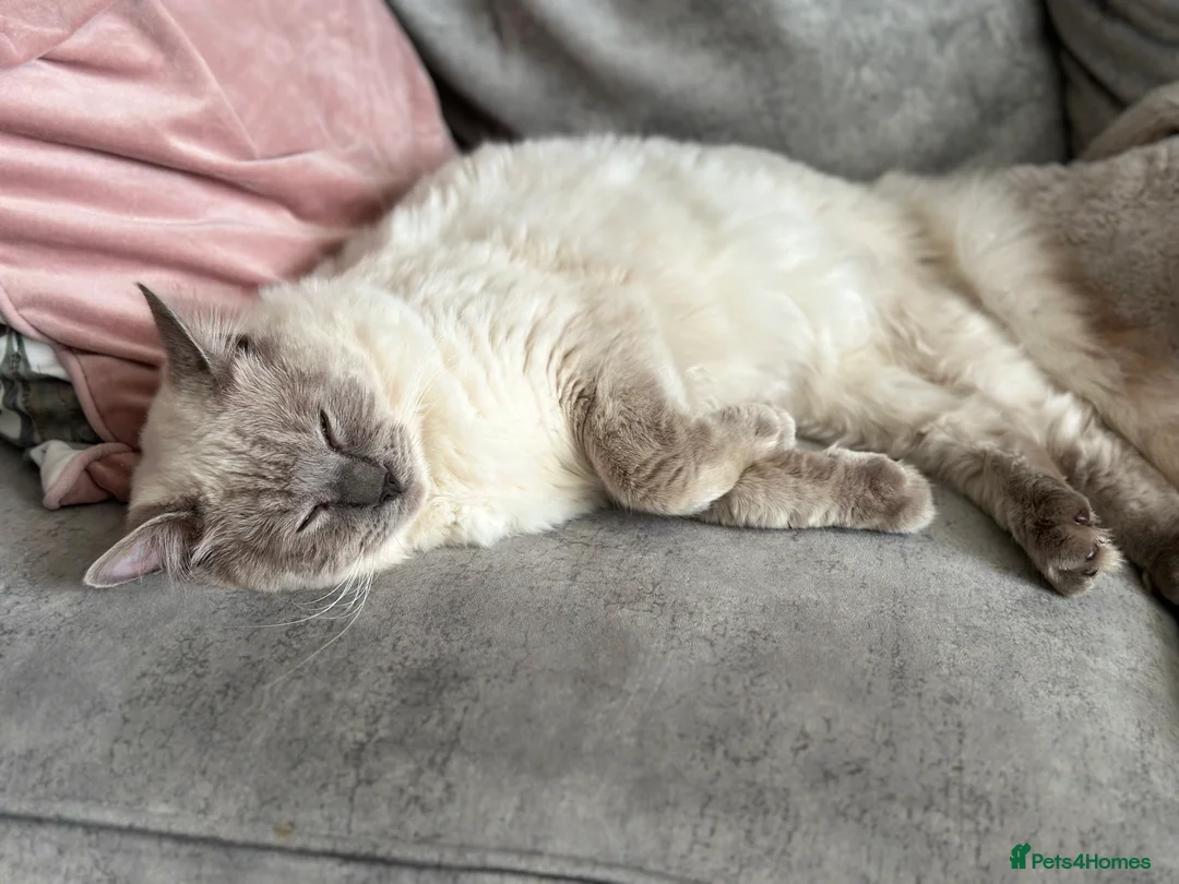 Ragdoll cats for stud: DNA TESTED🧬 Blue Point, Choc Carrier Ragdoll STUD - Advert 24