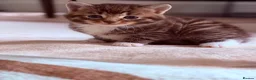 Mixed Breed cats for sale: Cute Kittens Ready for Loving Homes - Advert 23