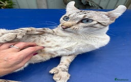 Keetso cats for sale: Superb polydactyl curled eared Keetso girl  - Image 24