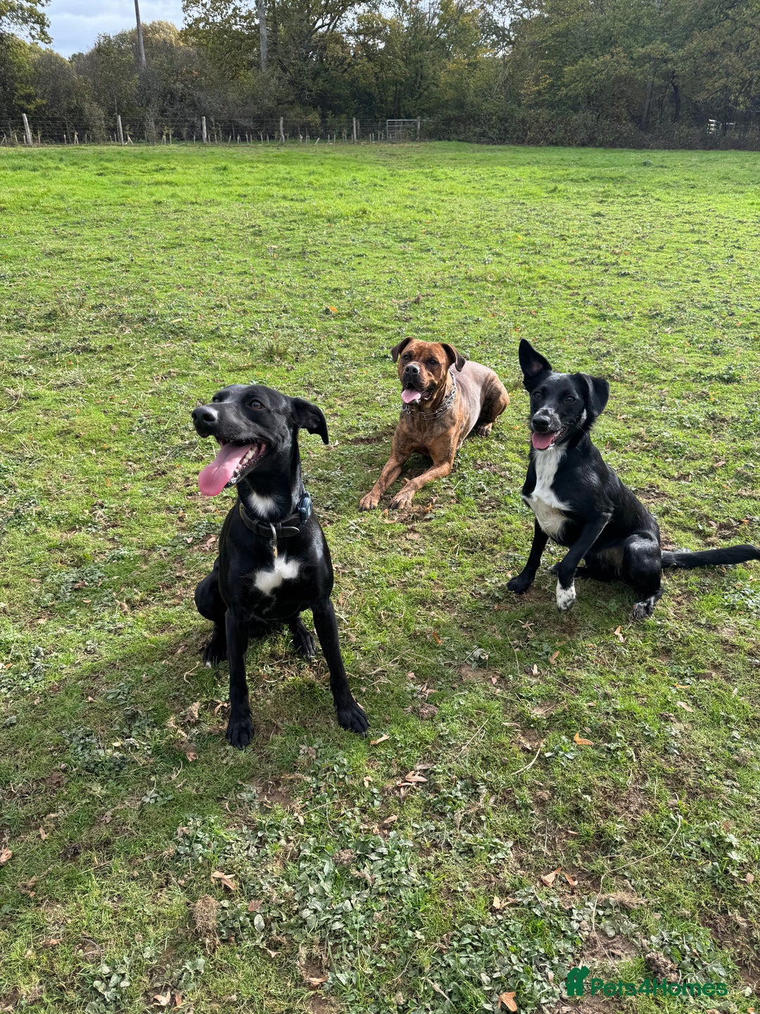 Mixed Breed dogs for sale: Collie x Cocker spaniel  - Advert 12