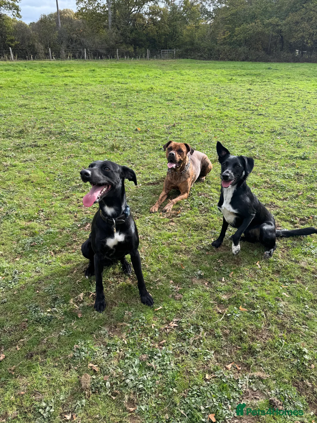 Mixed Breed dogs for sale: Collie x Cocker spaniel  - Advert 12
