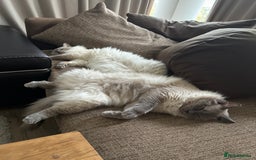Ragdoll cats for sale: Two beautiful Ragdoll Cats for a New Loving Home - Image 3