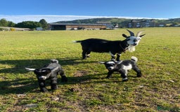 Goats livestock for sale: Pygmy goat wether kids - Image 1