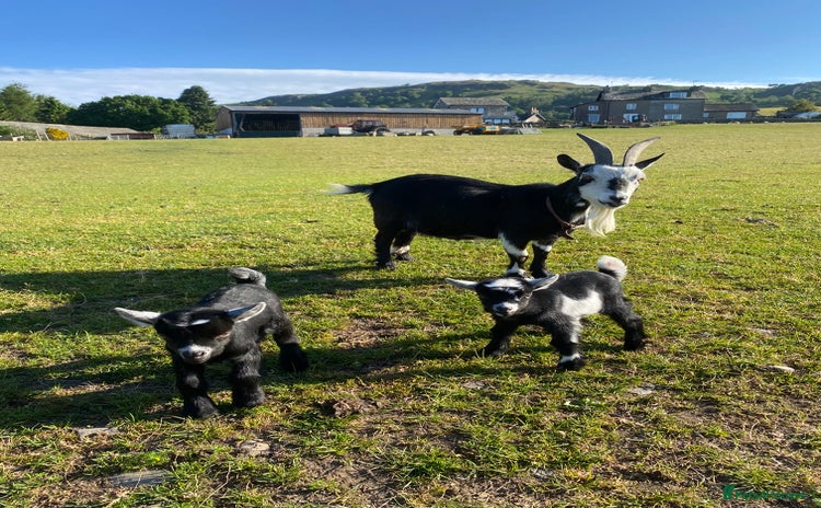 Goats livestock - Advert 2
