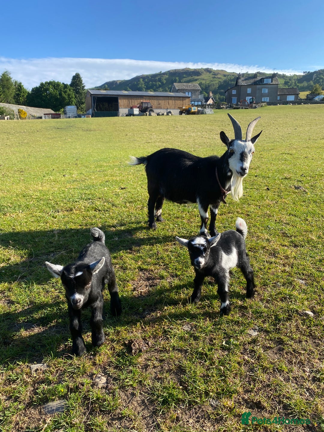 Goats livestock for sale: Pygmy goat wether kids - Image 1