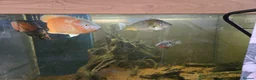 Cichlids fish for sale: Oscars x2  in Radstock - Advert 4
