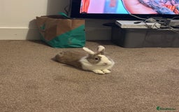 Lionhead rabbits for sale: Toffee - Image 7