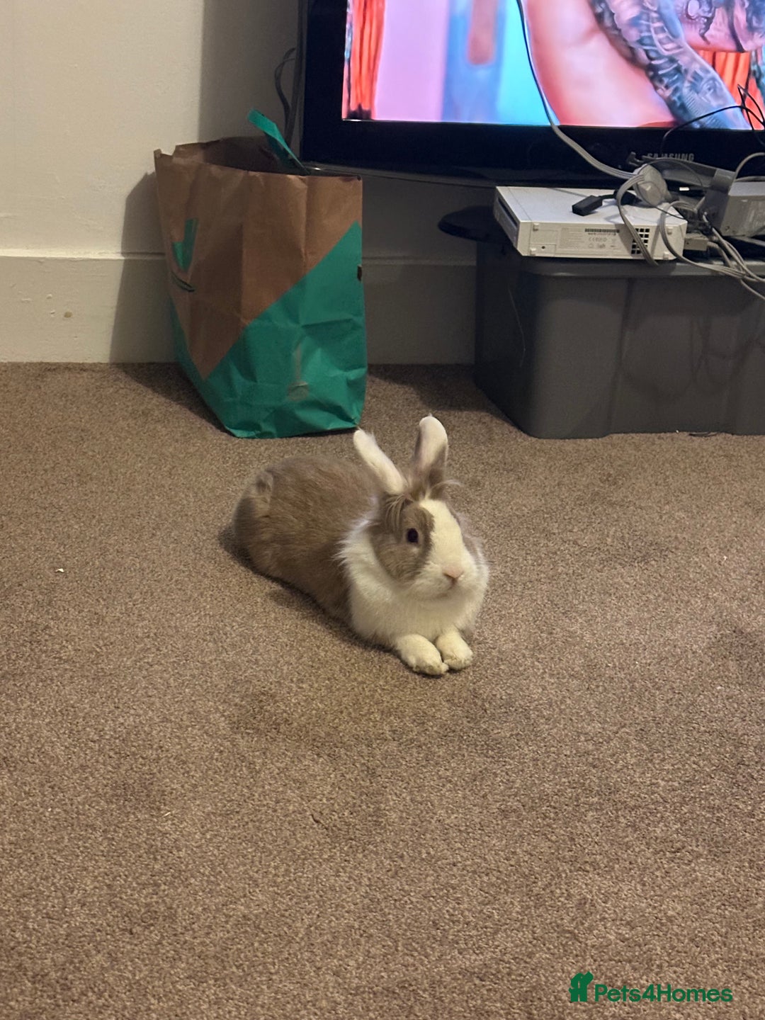 Lionhead rabbits for sale: Toffee - Image 7