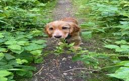 Cocker Spaniel dogs for sale: 8 month old Show Cocker spaniel  - Image 2