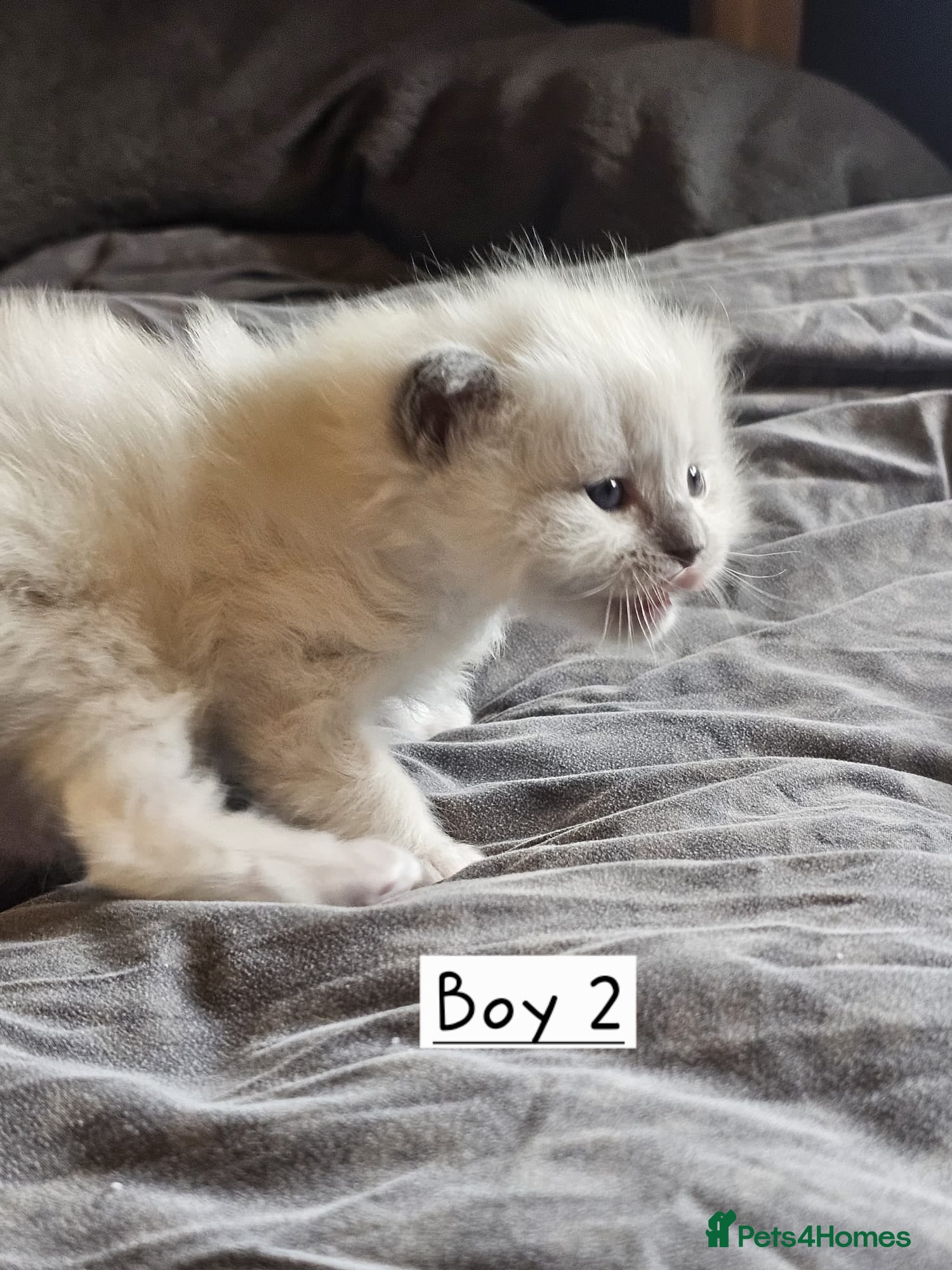 Ragdoll cats for sale: Beautiful Ragdoll Kittens  - Advert 17