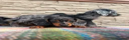 Doxiepoo dogs for sale: Beautiful doxiepoos (council licensed breeder) - Advert 2