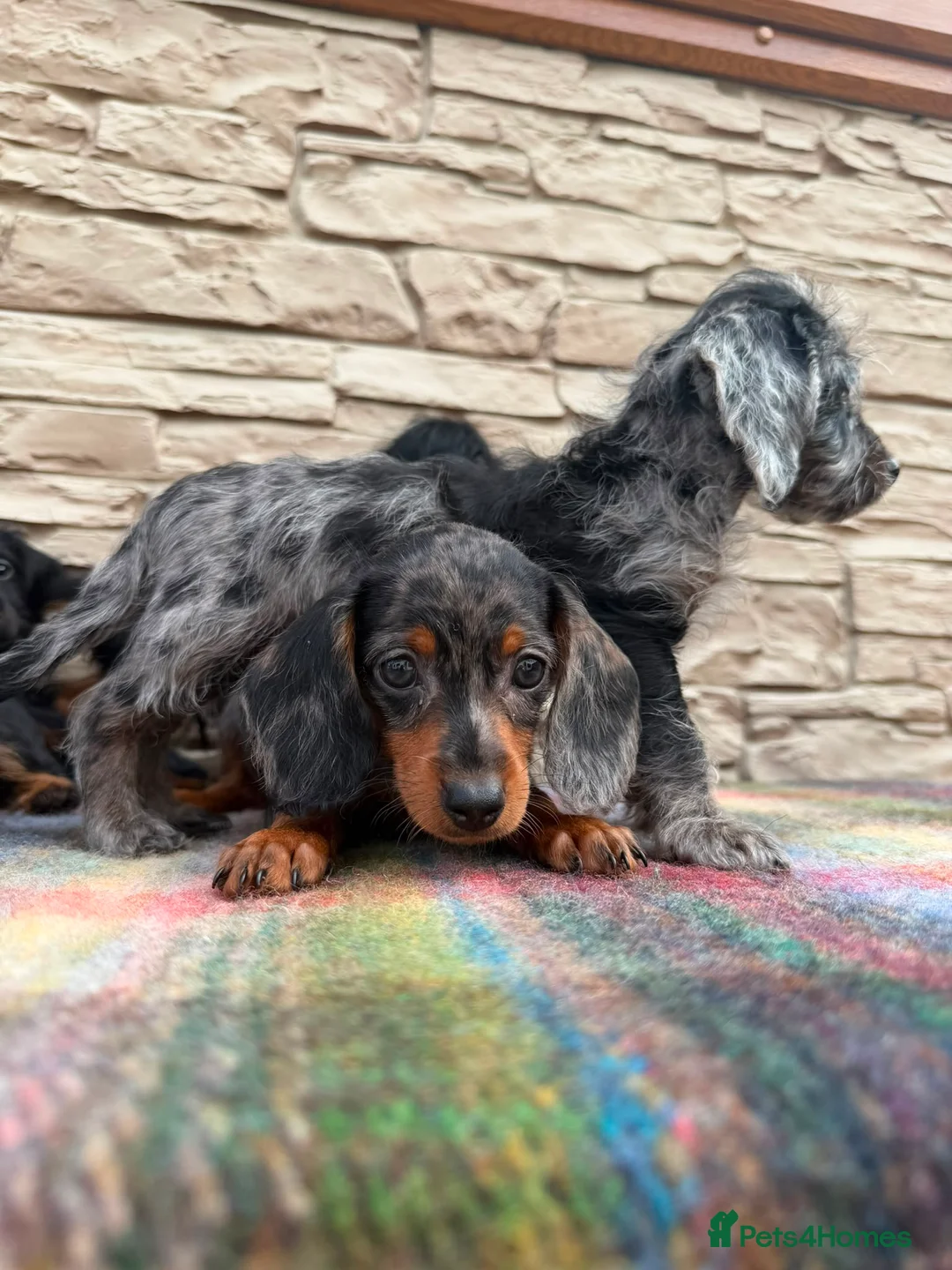Doxiepoo dogs for sale: Beautiful doxiepoos (council licensed breeder) - Advert 2