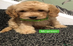 Cockapoo dogs for sale: F1b toy cockapoo puppies - Image 10