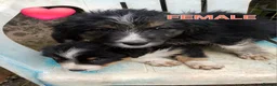 Border Collie dogs for sale: Border Collie Puppies Tri Colour, one boy b and w in Corwen - Advert 5