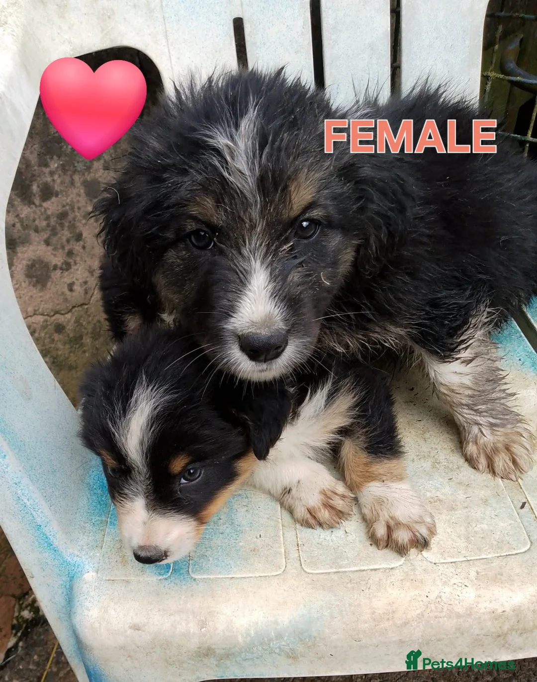 Border Collie dogs for sale: Border Collie Puppies Tri Colour, one boy b and w in Corwen - Advert 5