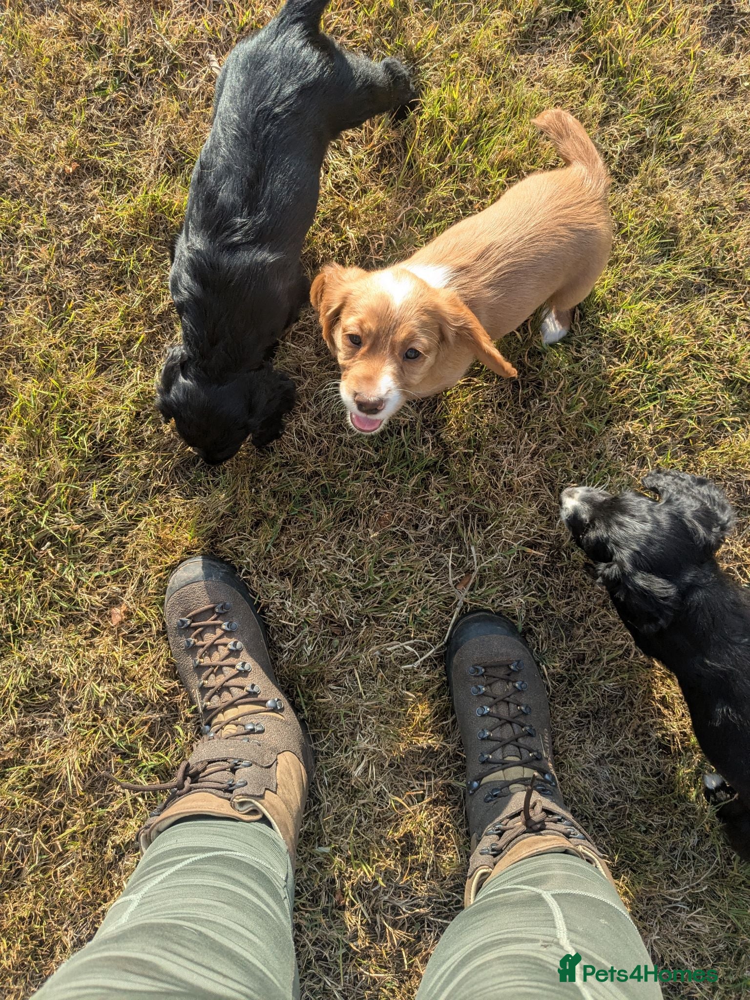 Cocker Spaniel dogs 3 beautiful cocker spaniel girls for sale - Advert 2