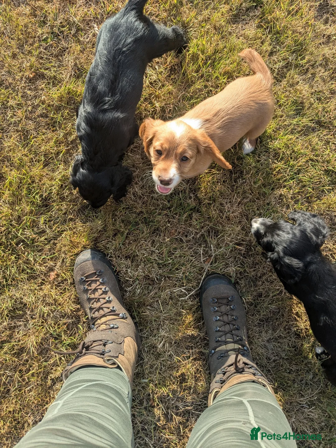 Cocker Spaniel dogs for sale: 3 beautiful cocker spaniel girls for sale - Advert 2