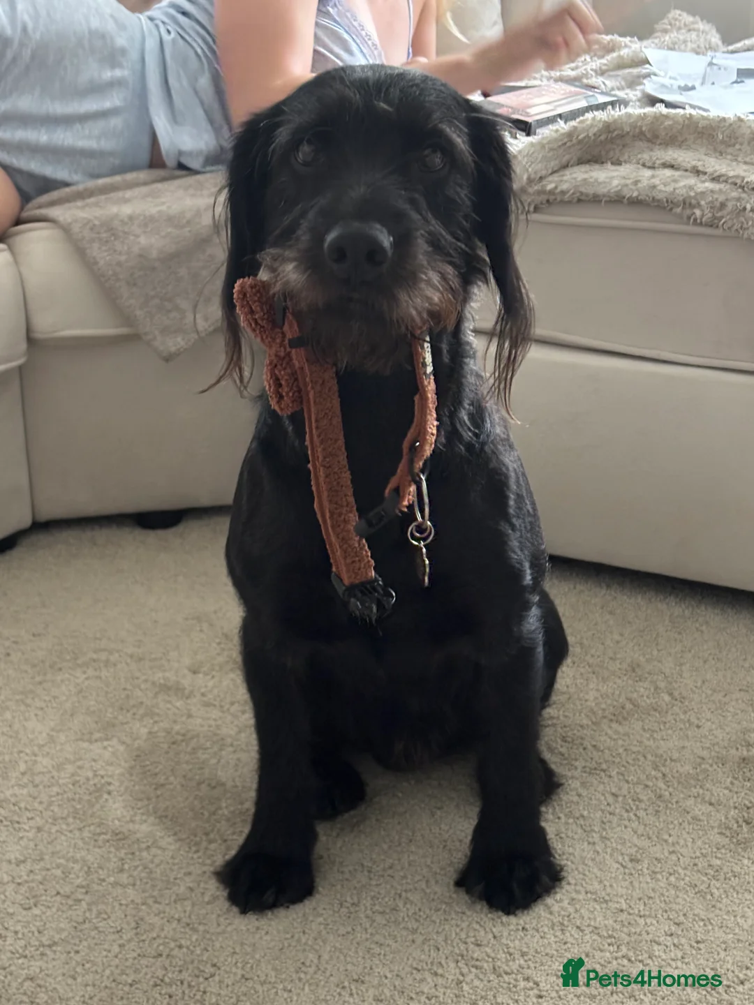 Mixed Breed dogs for stud: Bedlington cocker spaniel stud  - Advert 2