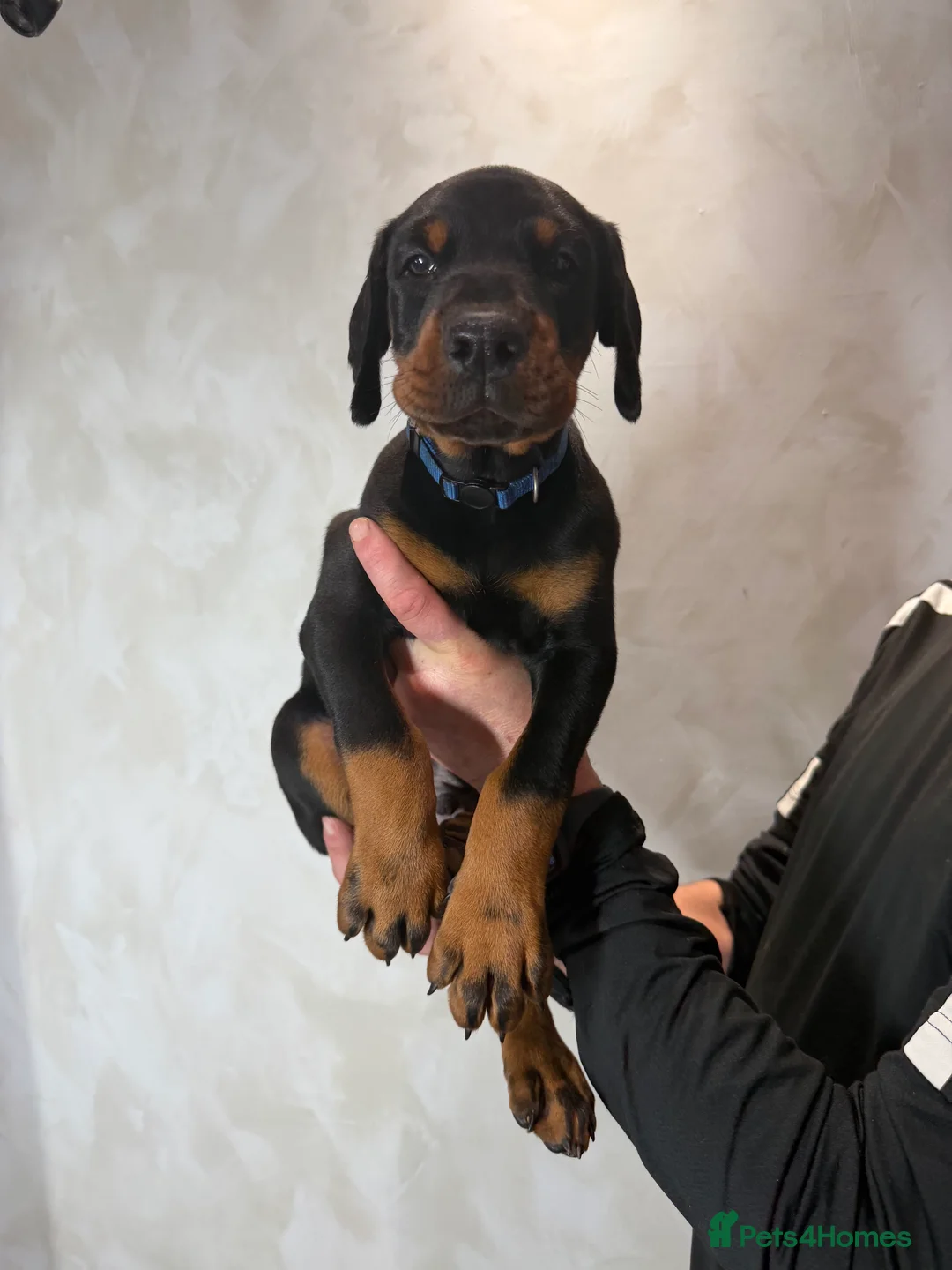 Dobermann dogs for sale: Ready to leave 6th of March  in Reading - Advert 10