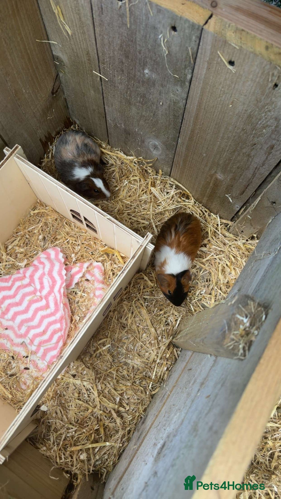 Guinea Pig rodents for sale: 2 female guinea pigs+hutch - Advert 1