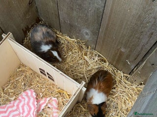 Guinea Pig rodents 2 female guinea pigs+hutch - Advert 1