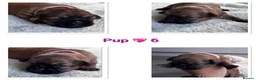 Shih Tzu dogs for sale: Shih Tzu litter  - Advert 5