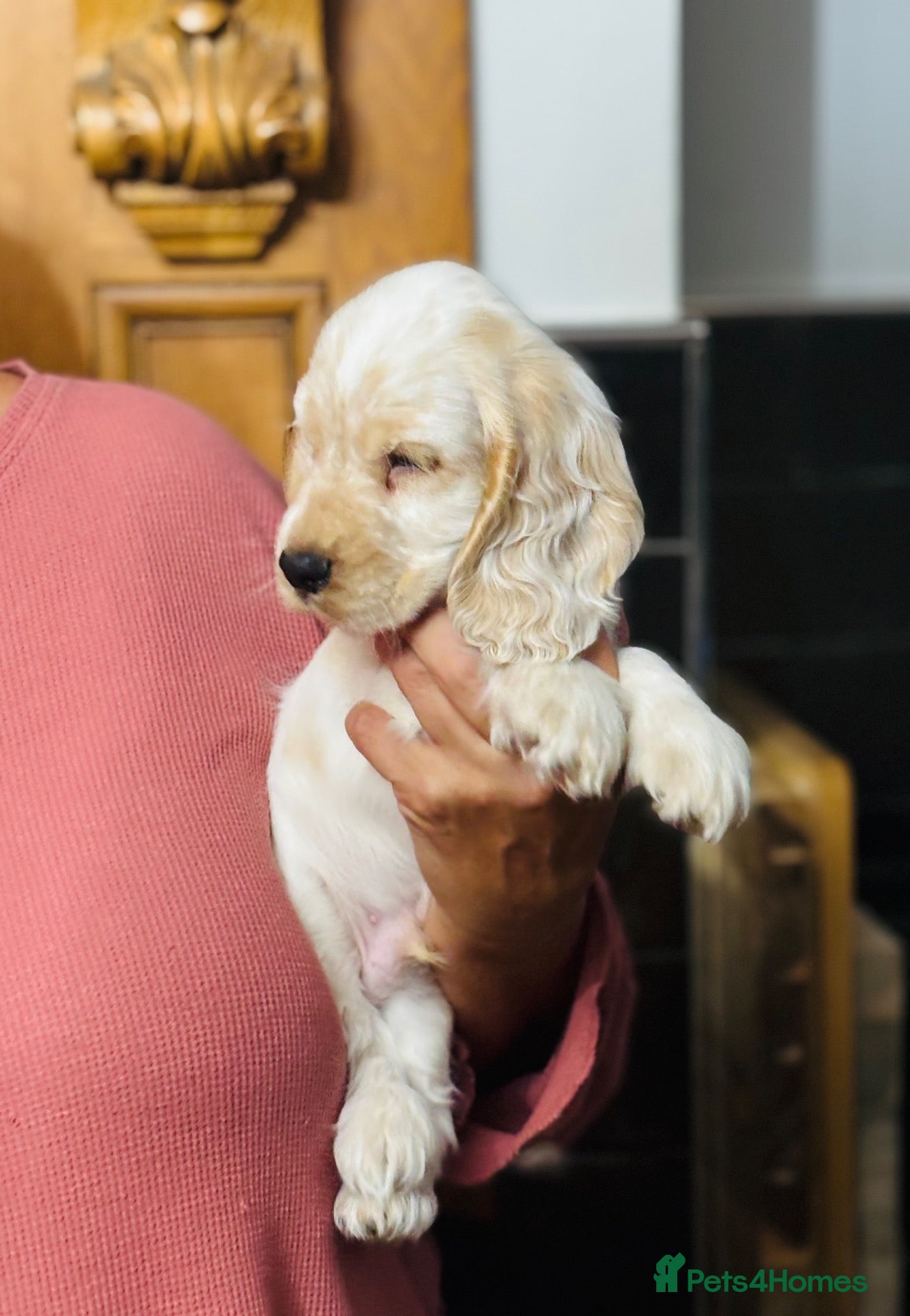 Cocker Spaniel dogs Ready for new homes, pedigree show cocker puppies - Advert 2