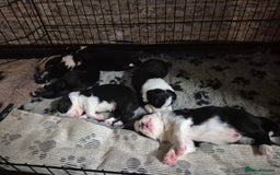Border Collie dogs for sale: 🏡 Smart, Sweet Border Collie Pups Await You!" - Image 18