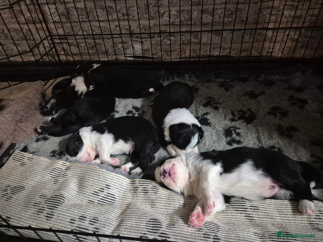 Border Collie dogs for sale: 🏡 Smart, Sweet Border Collie Pups Await You!" - Image 18