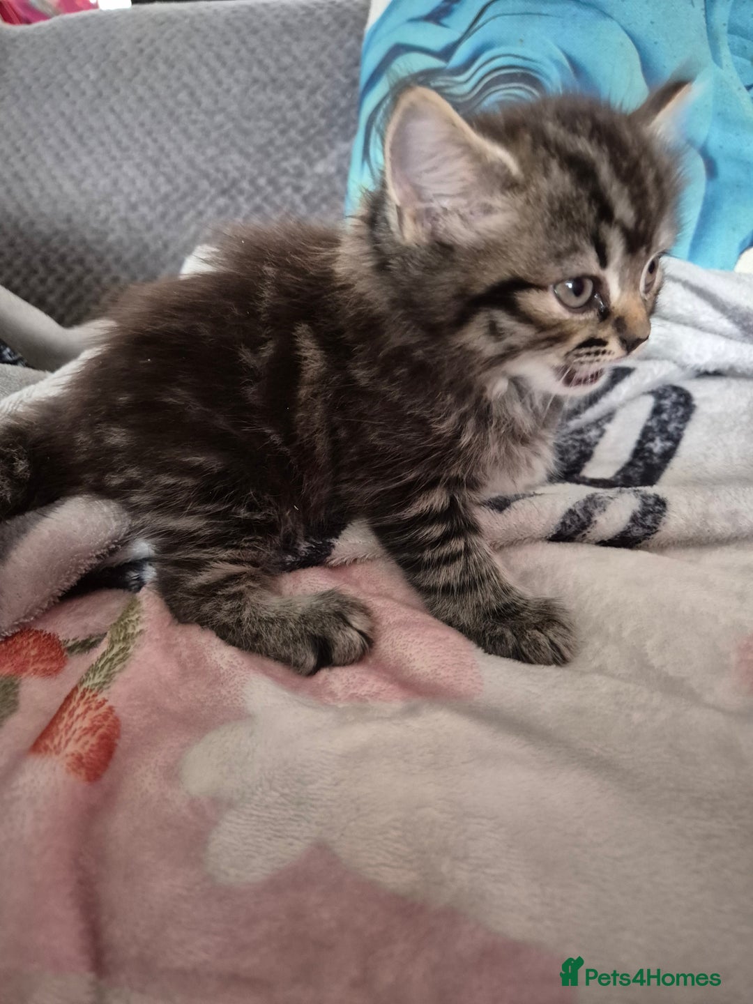 Mixed Breed cats for sale: Gorgeous fluffy chunky little babies  - Image 9