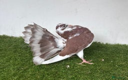 Pigeons birds for sale: Baby fantail pigeons - Image 7