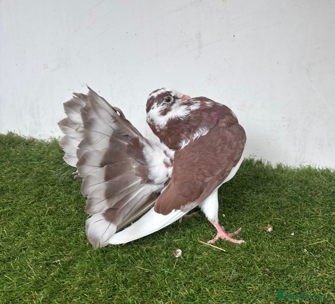 Pigeons birds for sale: Baby fantail pigeons - Image 7