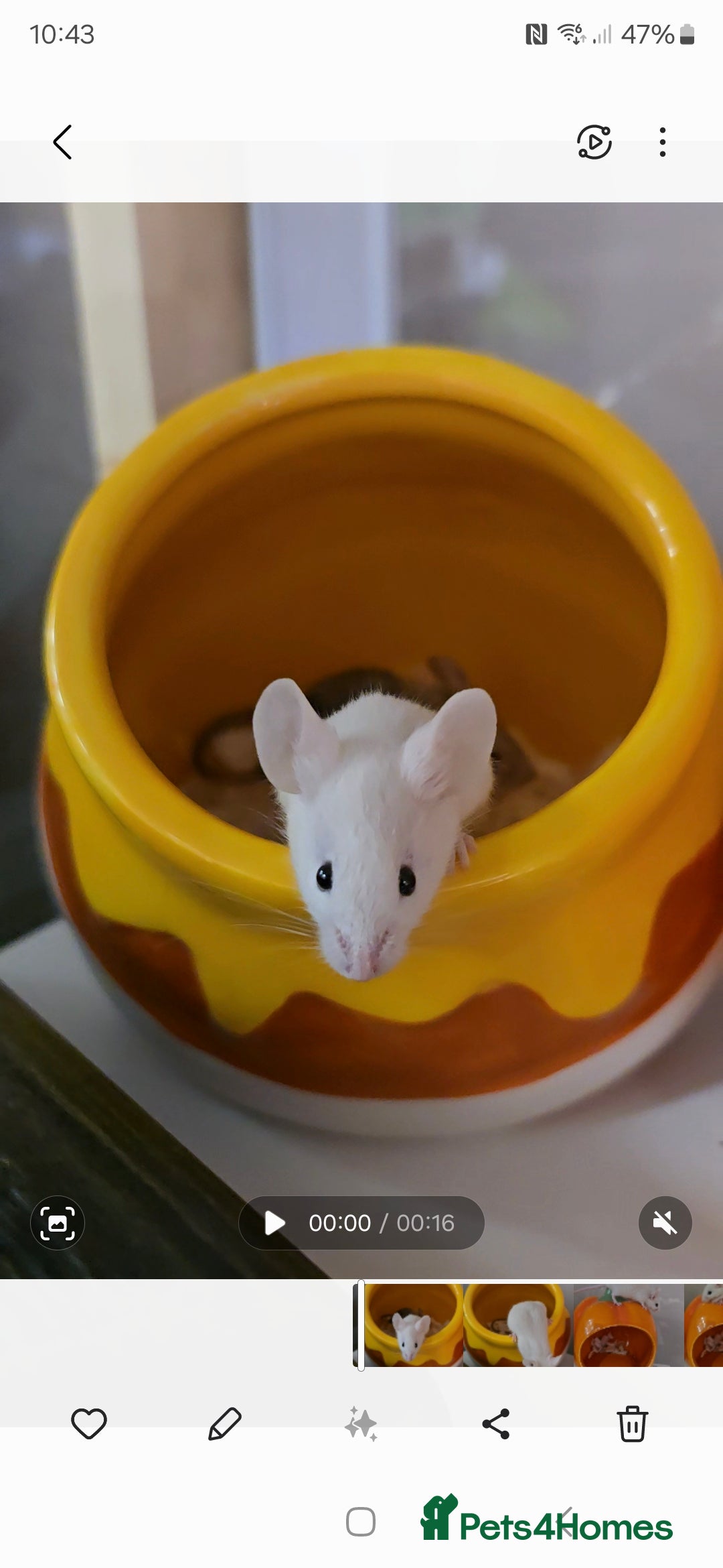 Mouse rodents for sale: Baby female mice available  - Advert 1