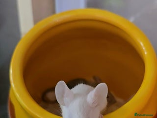 Mouse rodents Baby female mice available - Advert 1