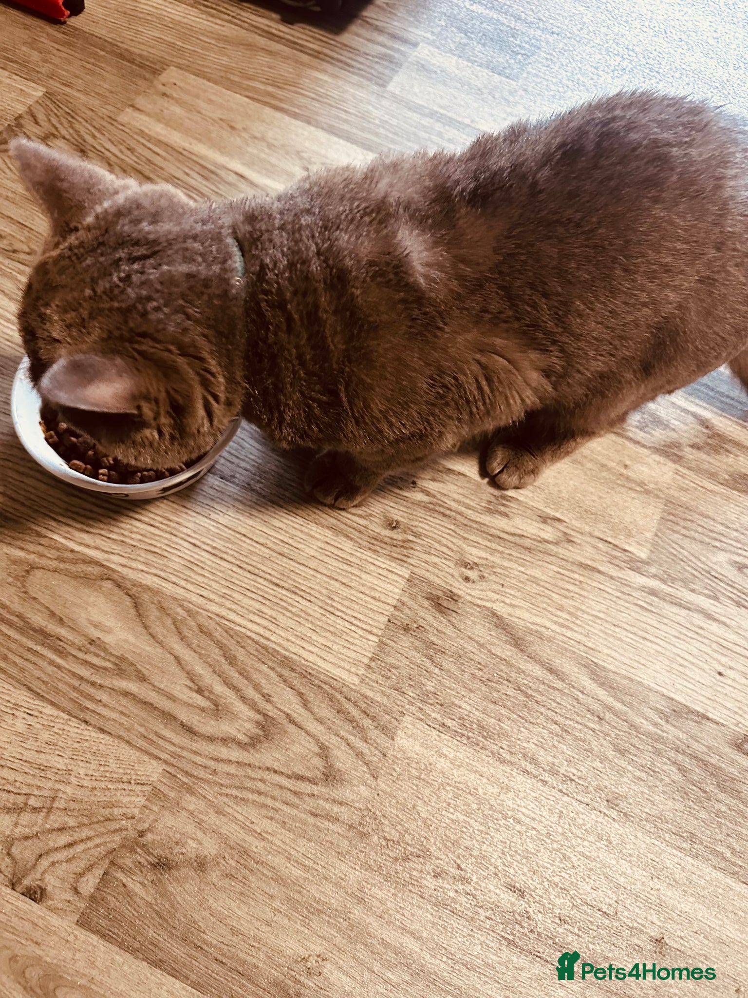 British Shorthair cats Stunning British Shorthair Blue Male –  - Advert 1