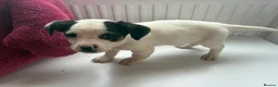 Jack Russell dogs for sale: Jack Russell puppies  - Advert 2