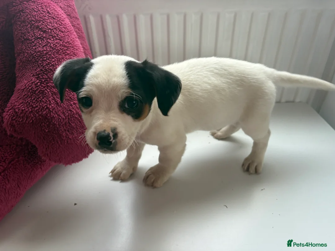 Jack Russell dogs for sale: Jack Russell puppies  - Advert 2