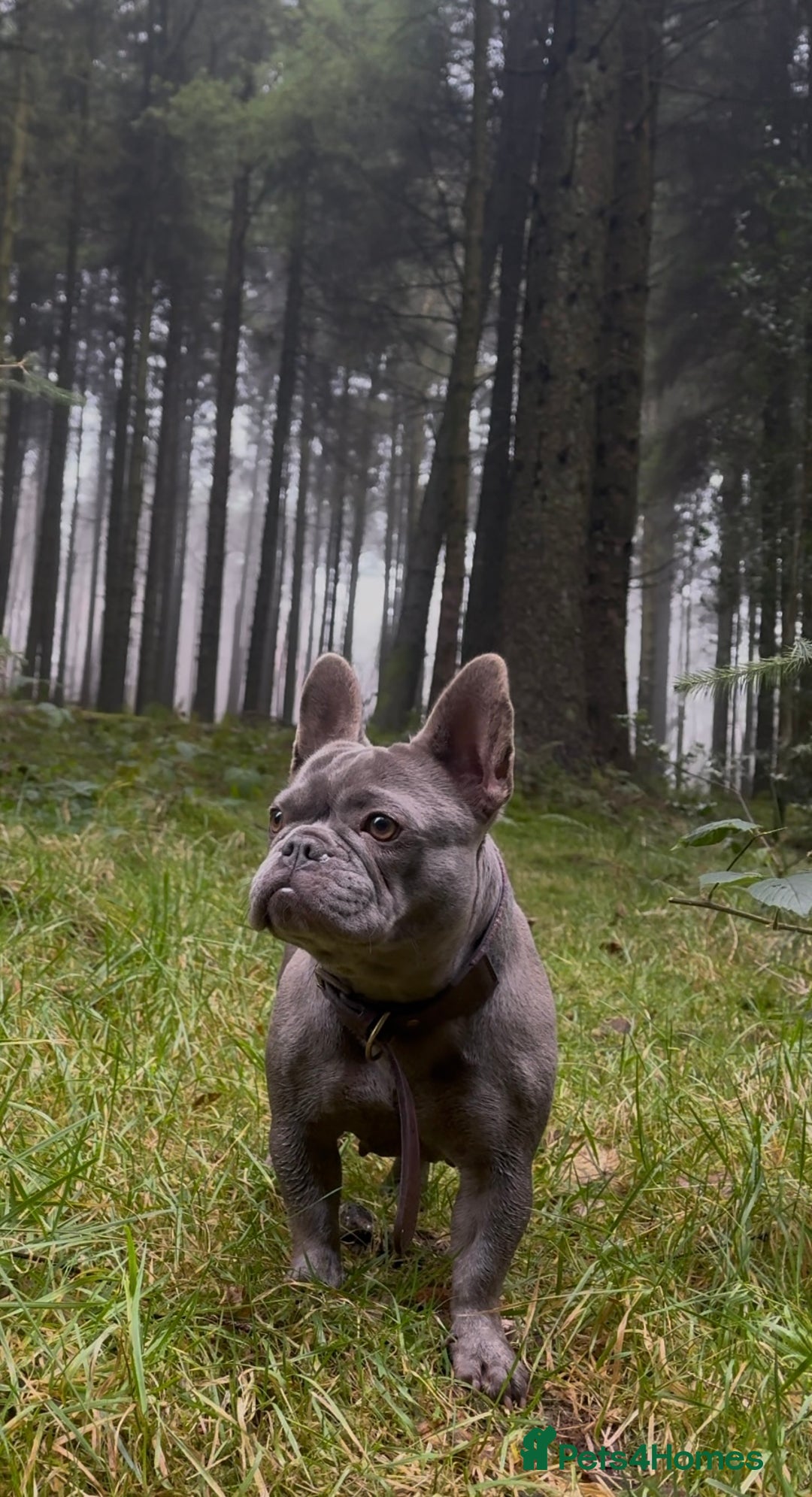 French Bulldog dogs for sale: Frenchie girl puppy’s 1 visual fluffy, 1 big rope  - Image 13