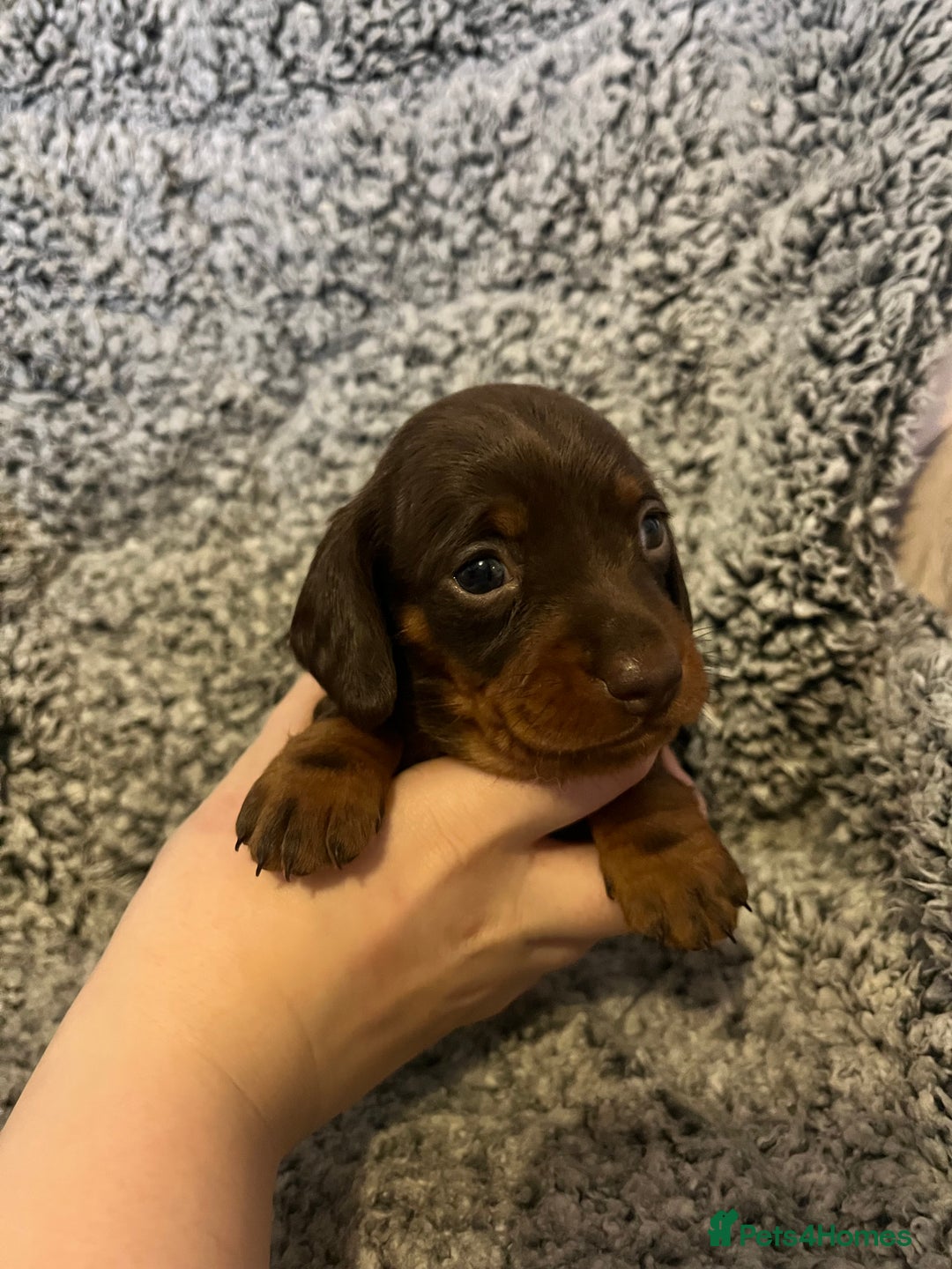 Miniature Dachshund dogs for sale: Beautiful Miniature dachshunds🐶🤎 - Advert 16