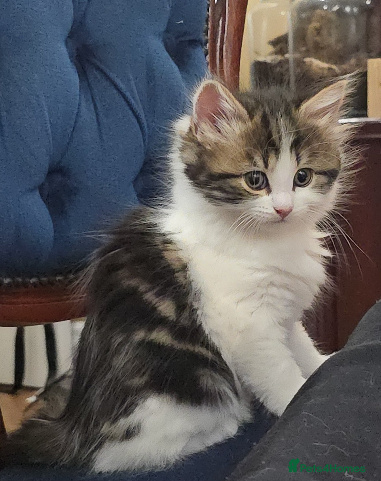 Turkish Angora cats 5 wonderful fur babies (4girls,1boy) - Advert 2