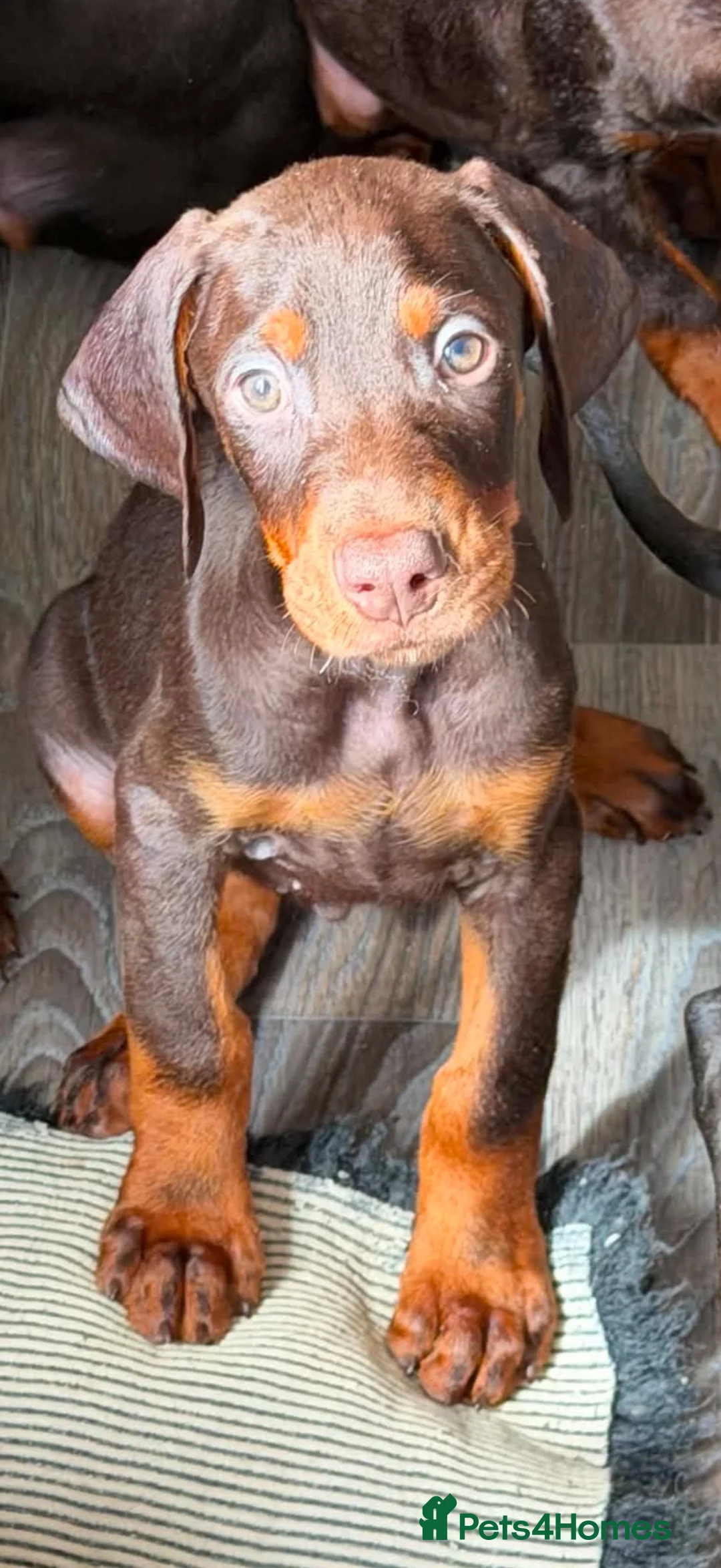 Dobermann dogs for sale: Kc reg health tested Doberman’s price dropped - Advert 2