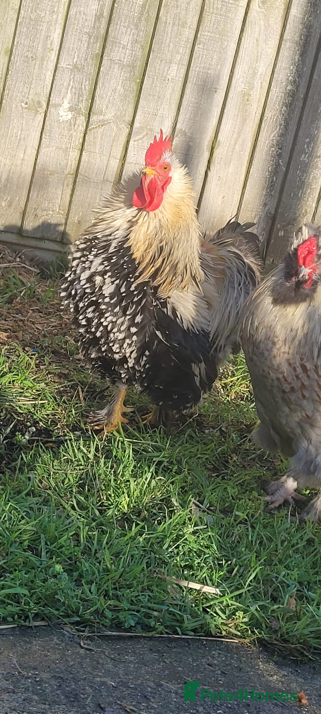 Chickens poultry for sale: HANDSOME COCKERAL - Advert 2