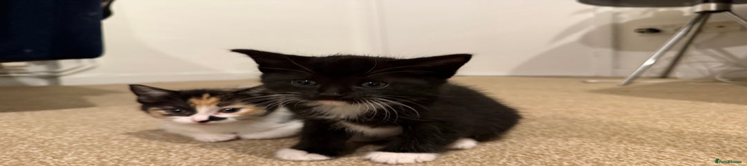 Ragdoll Kitten 3