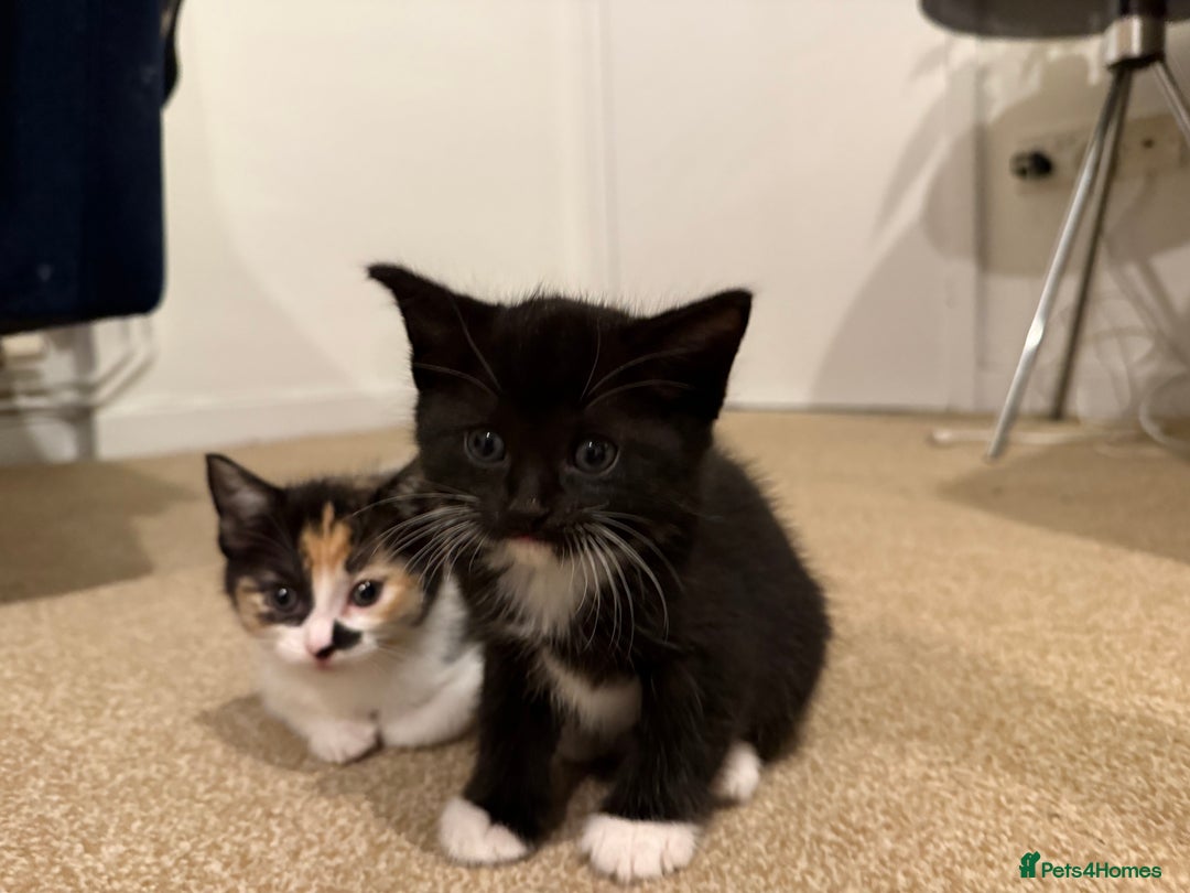 Ragdoll cats for sale: Ragdoll Cross Kittens for sale  - Image 3