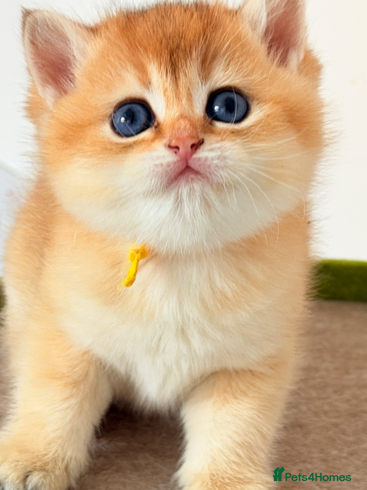 British Shorthair cats Exception quality,Champion bloodlines GCCF/TICA  - Advert 2