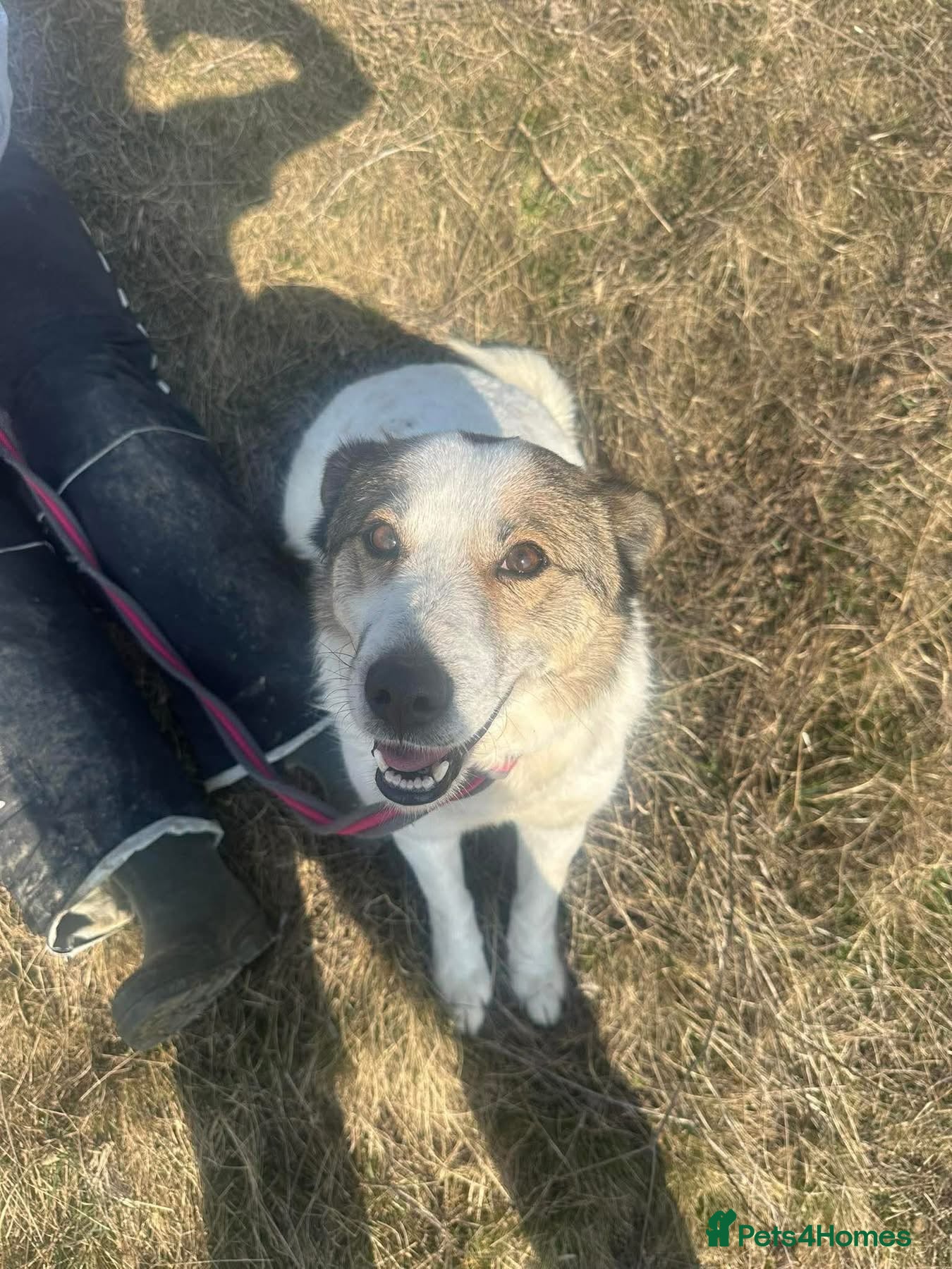 Mixed Breed dogs Darla - Norwich norfolk - Advert 1