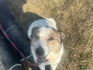 Mixed Breed dogs Darla - Norwich norfolk - Advert 1