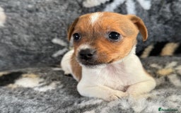 Jack Russell dogs for sale: Stunning Jack Russell pups - Image 7