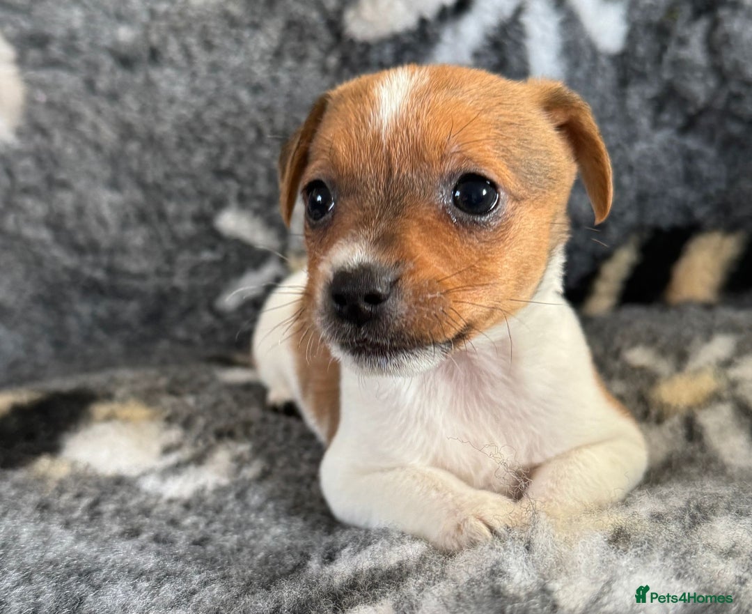 Jack Russell dogs for sale: Stunning Jack Russell pups - Image 7
